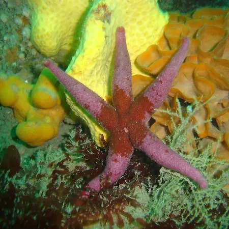 Frühstückspension The Stone House