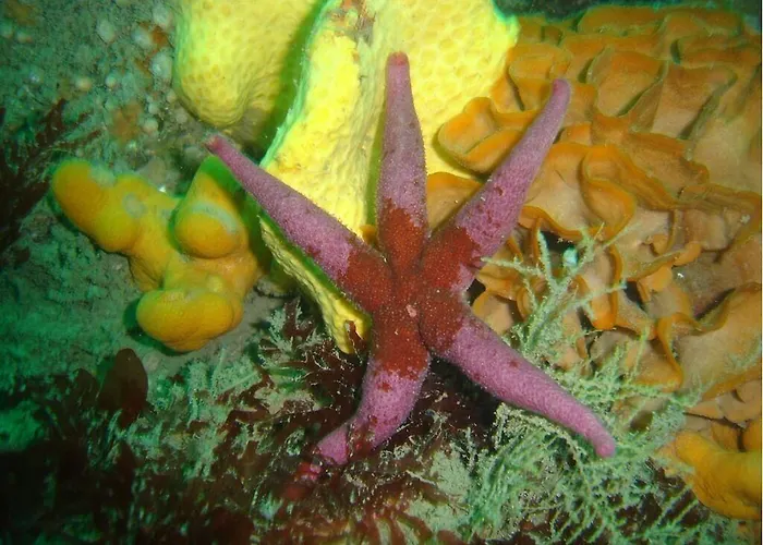 فندق مبيت وإفطار The Stone House